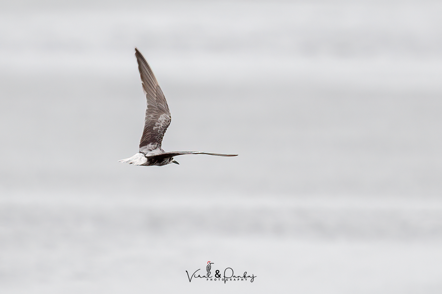 White-winged Tern 